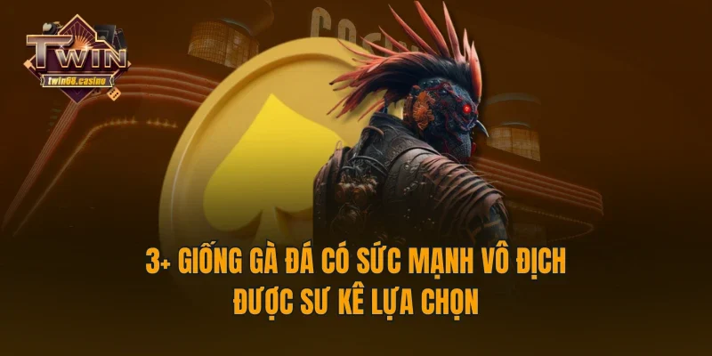 3+ Giống Gà Đá Có Sức Mạnh Vô Địch Được Sư Kê Lựa Chọn